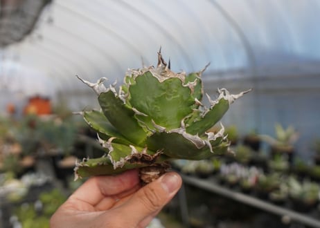 agave titanota ソーラーエクリプス　solareclipse　No.1