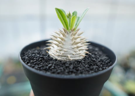 パキポディウム　恵比寿大黒　Pachypodium Densicaule　No.1