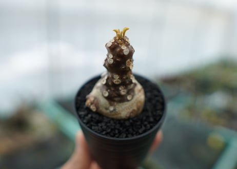 ドルステニア フォエチダ Dorstenia foetida　No.1