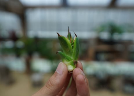 アガベ　チタノタ　黄覆輪　Agave titanota variegata