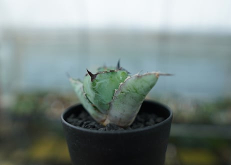 アガベ　チタノタ　 ブラックアンドブルー 　Agave titanota black and blue　No.10