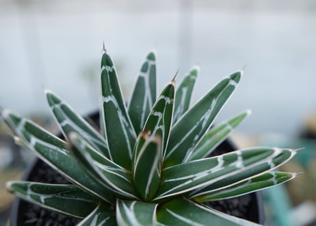 アガベ　笹の雪　Agave victoriae reginae　No.5