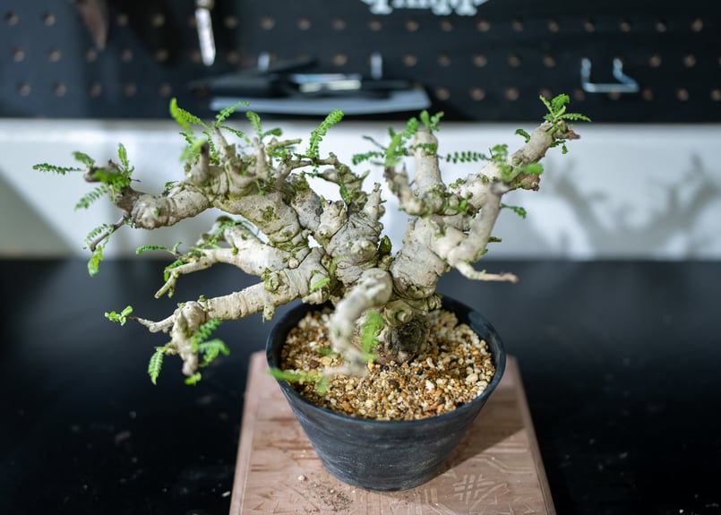 ボスウェリア ネグレクタ 特選株 | mana's farm:塊根植物・アガベ