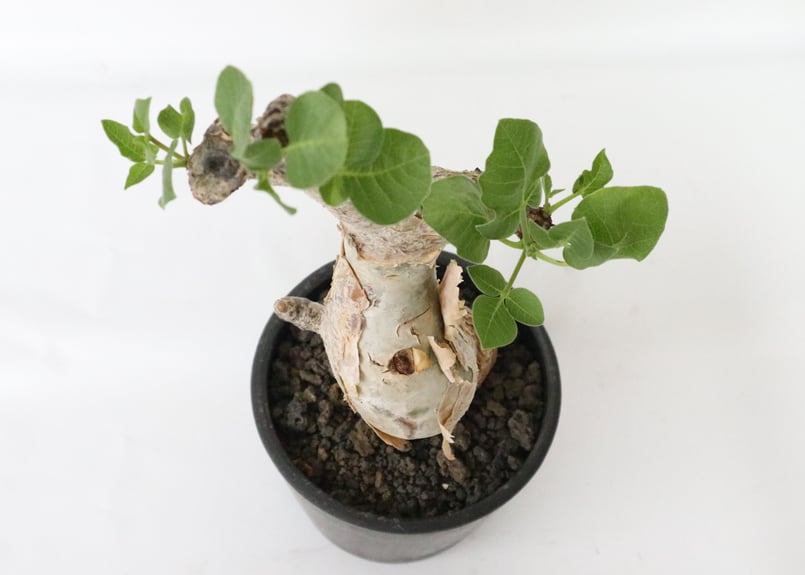 コミフォラ グイドッティ | mana's green:塊根植物販売|マナズ コミフォラ グイドッティ | mana's green:塊根植物販売|マナズ