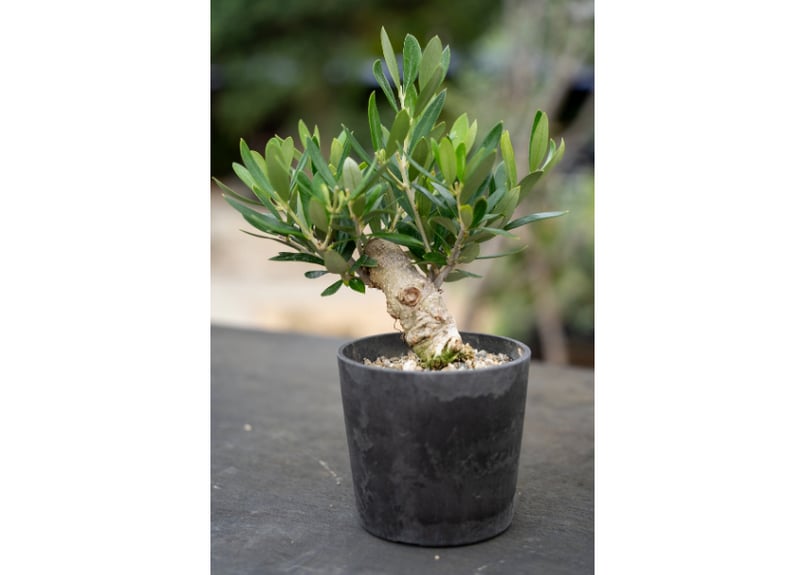 大珍品 オリーブ 根上がり懸崖盆栽