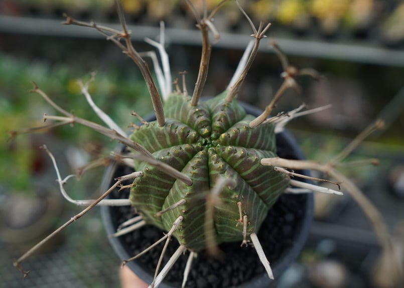 ユーフォルビア スーパーバリダ Euphorbia super valida No.2 |