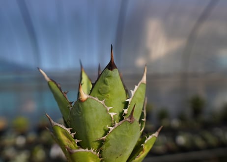 ×agave titanota 剣竜　No.6