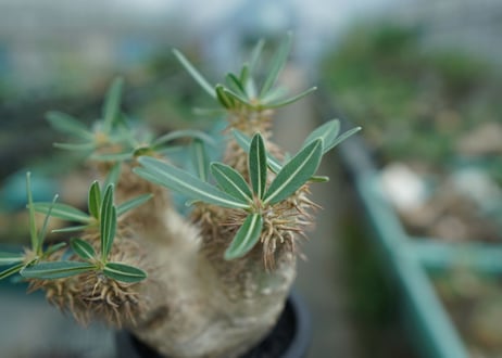 パキポディウム　デンシフローラム Pachypodium densiflorum   No.2
