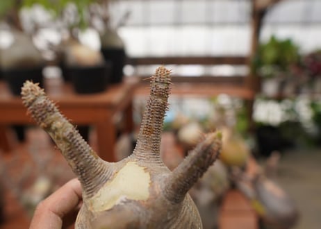 パキポディウム　グラキリス　Pachypodium gracilius　抜き苗　№123
