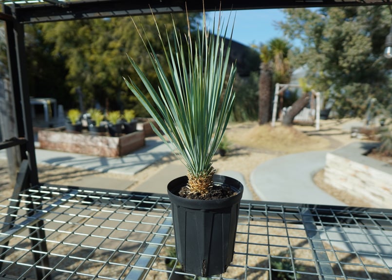 ユッカ ロストラータ No.4 | mana's farm:塊根植物・アガベ・ドライ