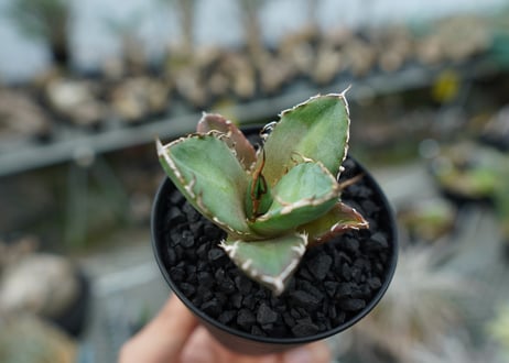 アガベ　チタノタ　鬼爪雪峰  Agave titanota “Onitsume Yukimine” 子株　No.1