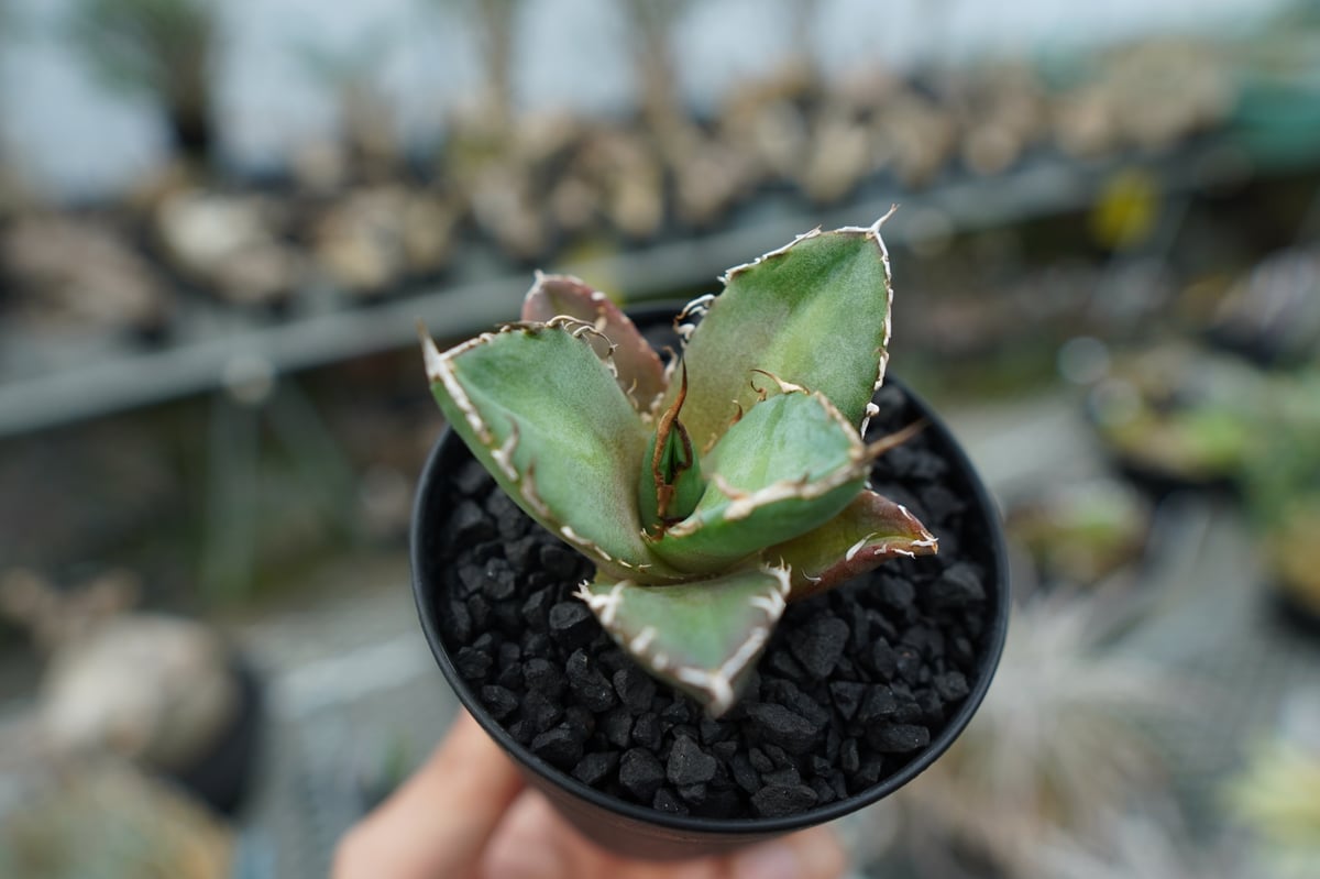 アガベ チタノタ 鬼爪雪峰 Agave titanota “Onitsume Yukimin