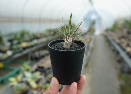 パキポディウム　グラキリス　 Pachypodium Gracilius  No.2