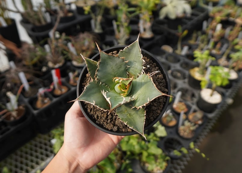 agave oteroi oaxaca NO.2 | mana's farm:塊根植物・アガベ