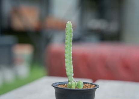 ユーフォルビア　デビリスピナ