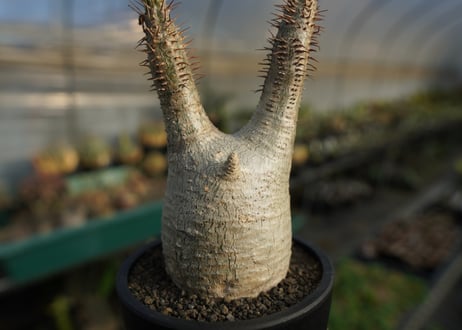 パキポディウム　グラキリス　 Pachypodium Gracilius  No.5
