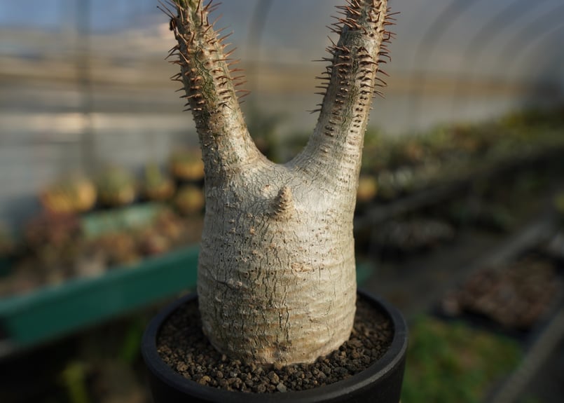 パキポディウム グラキリス Pachypodium Gracilius No.5 | ma