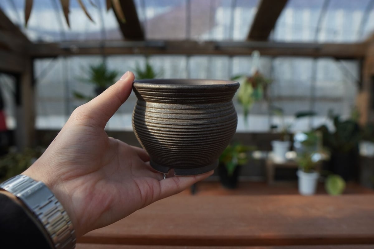 保田修作 pot No.6 | mana's farm:塊根植物・アガベ・ドライガーデン