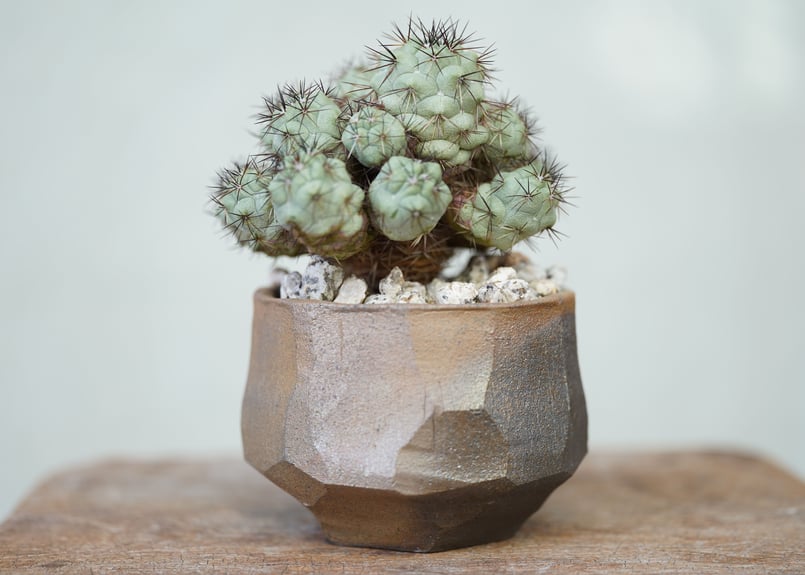 Ortegocactus macdougallii | mana's farm:塊根植物・アガ