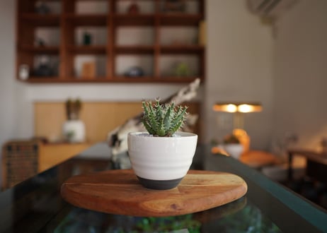 アロエ　エリナケア　Aloe erinacea
