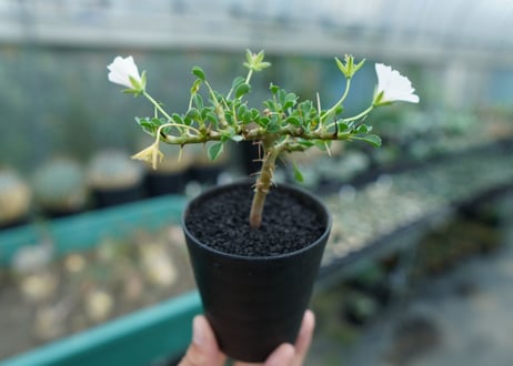 サルコカウロン バンデリエティアエ　Sarcocaulon vanderietiae　No.1