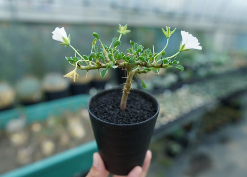 サルコカウロン バンデリエティアエ Sarcocaulon vanderietiae No.1