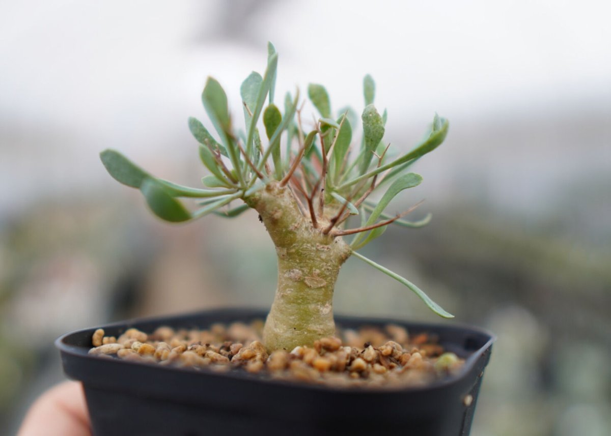 オトンナ ユーフォルビオイデス No.9 | mana's farm:塊根植物・アガベ