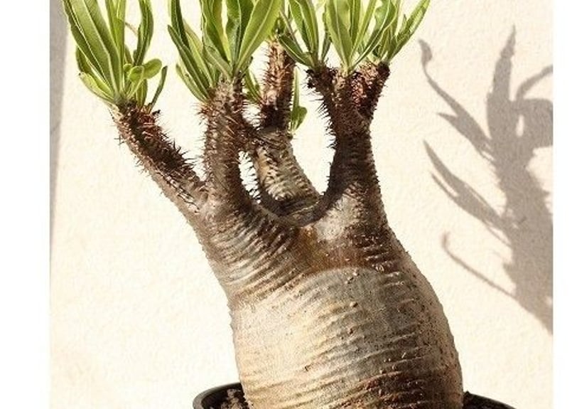 Pachypodium Gracilius パキポディウム グラキリス №9 | mana