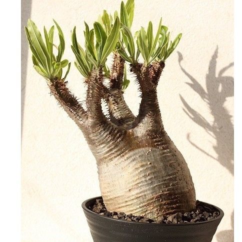 パキポディウム グラキリス Pachypodium gracilius ⑨ Pachypodium Gracilius パキポディウム グラキリス №9 | mana