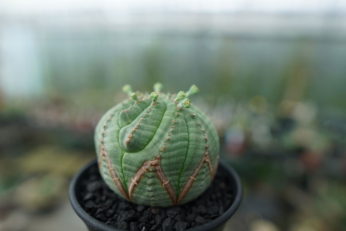 巨大 ユーフォルビア オベサ Euphorbia obesa 希少 レア 選抜株 激レア 超巨大 ユーフォルビア オベサ Euphorbia obesa 選抜株