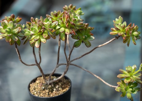 CATEGORY 多肉植物 | mana's green:塊根植物販売|マナズグリーン CATEGORY 多肉植物 | mana's green:塊根植物販売|マナズグリーン