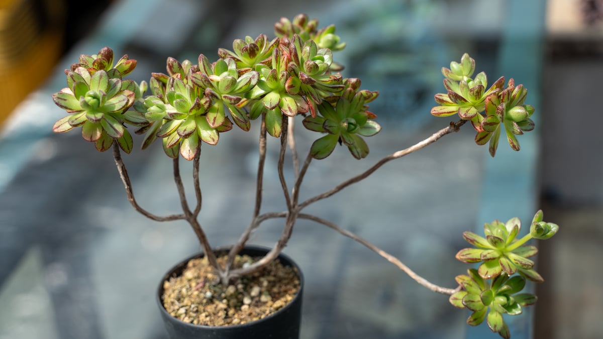 87#多肉植物アエオニウム❤️ サンデルシ— ❤️ 14頭13cm 拔き苗 87#多肉植物アエオニウム❤️ サンデルシ— ❤️ 14頭13cm 拔き苗