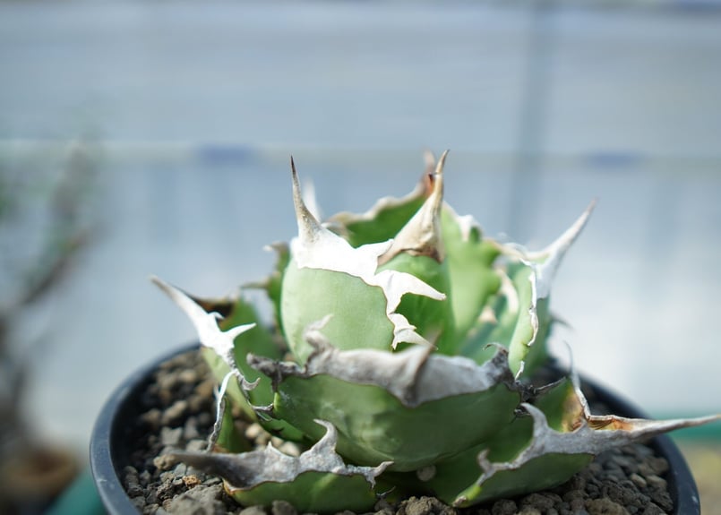 アガベ　獅子光　台湾 アガベ獅子光台湾