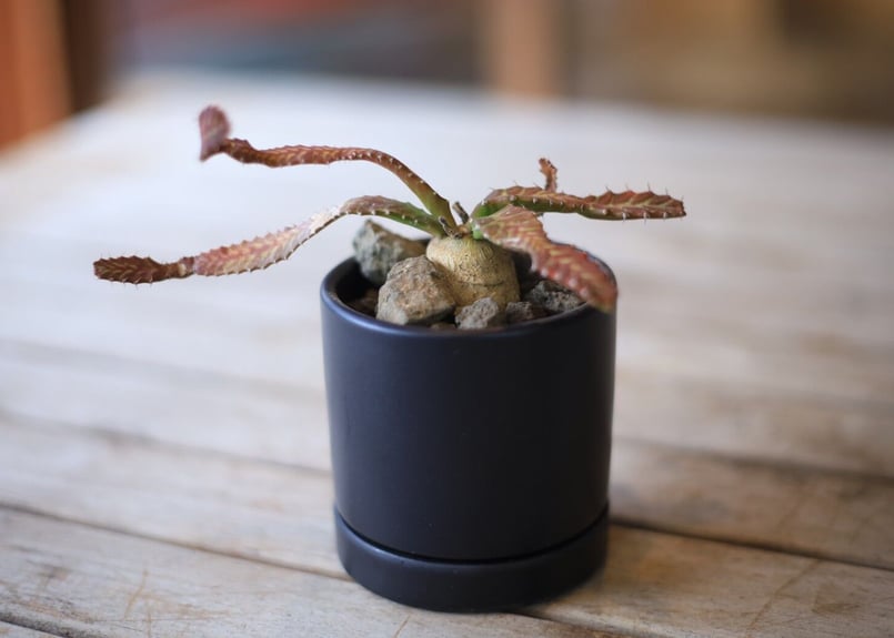 ユーフォルビア ステラータ Euphorbia stellata | mana's farm: