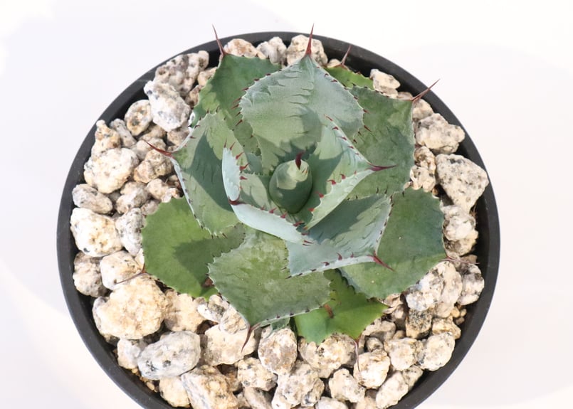 アガベ 風雷神 | mana's farm:塊根植物・アガベ・ドライガーデン植物