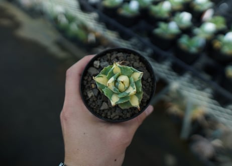 アガベ　王妃雷神錦　黄中斑　Agave　“Ohi Raijin Nishiki Kinakahu”