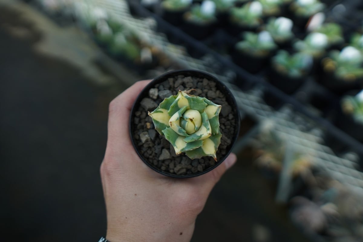 アガベ 王妃雷神錦 黄中斑 Agave “Ohi Raijin Nishiki Kinakah