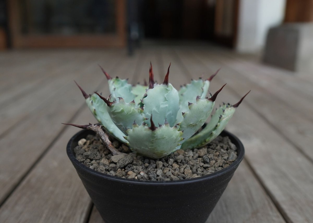 fit=scale-down,w=1200