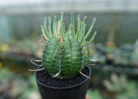 ユーフォルビア　バリダ　Euphorbia valida　No.7