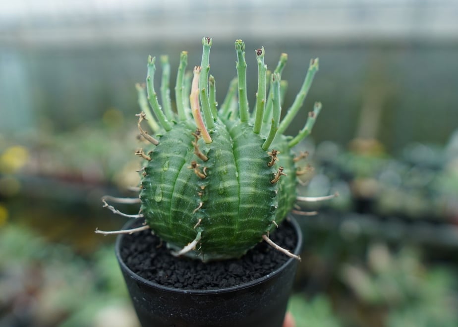 649698eb7fe9d00034a79777