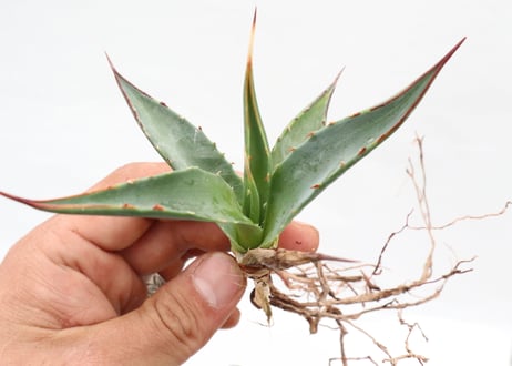 Agave utahensis hyb pup