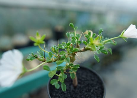 サルコカウロン バンデリエティアエ　Sarcocaulon vanderietiae　No.1