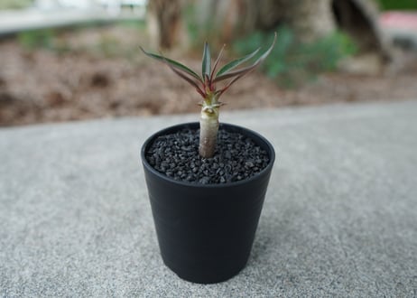 【沖縄実生株】パキポディウム　バロニー　Pachypodium baronii  No.1