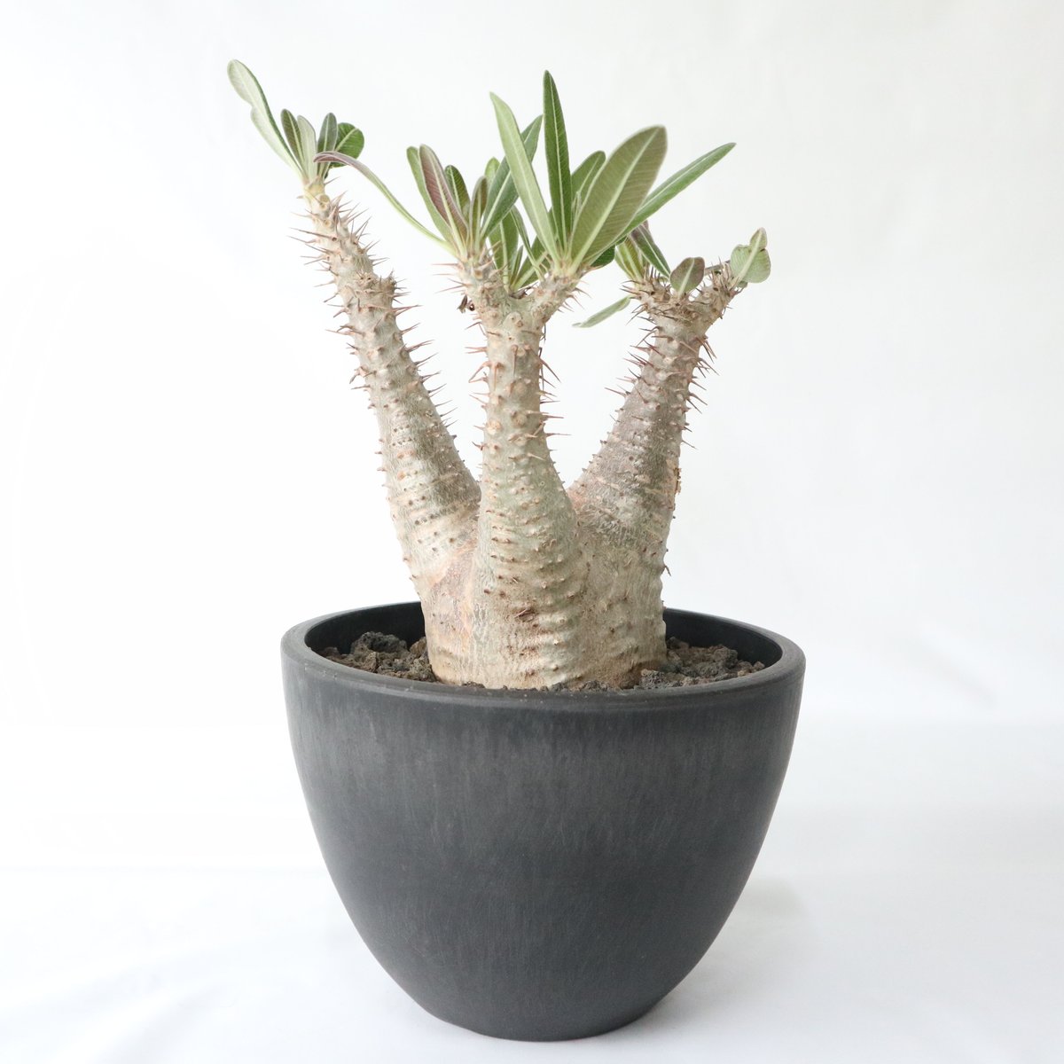 パキポディウム ロスラーツム | mana 