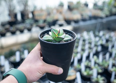 アガベ　チタノタ　ブルー　agave titanota Blue 　NO.2