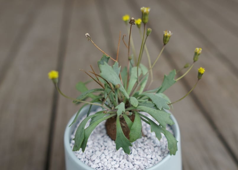 オトンナ ユーフォルビオイデス トリプリネルビア スティンコフ 14本セット オトンナ ユーフォルビオイデス 3号(1鉢) 落葉中 | チャーム