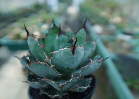 アガベ　チタノタ　 ブラックアンドブルー 　Agave titanota black and blue　No.8