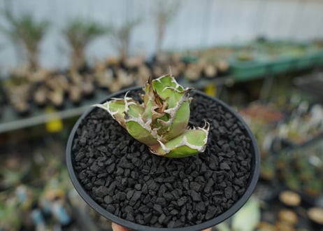 アガベ チタノタ シーザー agave titanota caesar　No.1