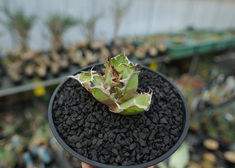 アガベ チタノタ CJスペシャル PUP 【公式通販】