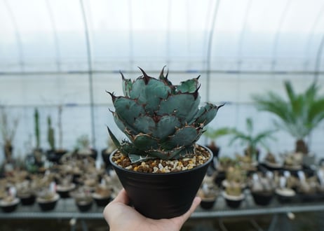 アガベ　チタノタ　 ブラックアンドブルー 　Agave titanota black and blue　NO.9